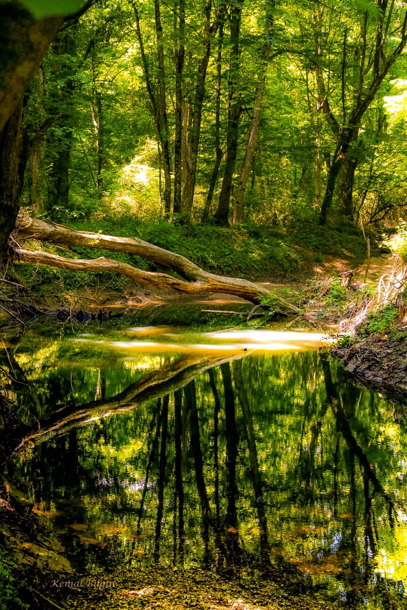 Igneados upių slėnių miškai: longozinis miškas ir Kirklareli ežerai